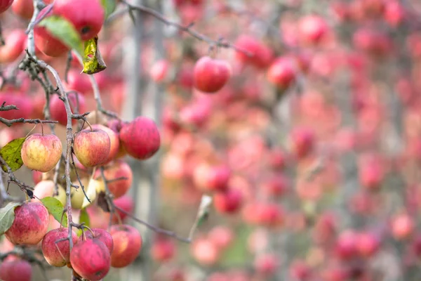 Jardín de manzanos rojos — Foto de Stock