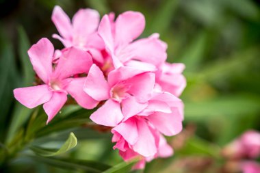Mor Oleander çiçekleri