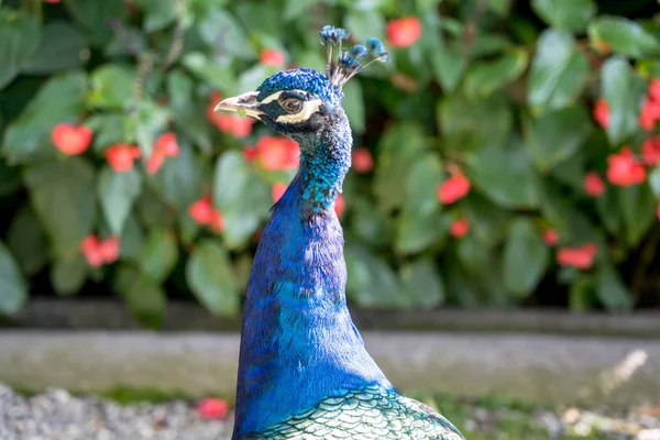 Grand male peacock — Stock Photo, Image