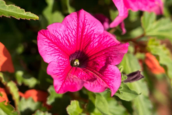 Hermosas flores de petunia —  Fotos de Stock