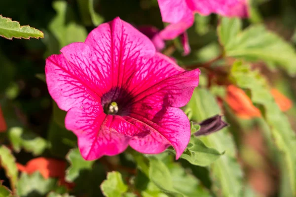 Vackra petunia blommor — Stockfoto