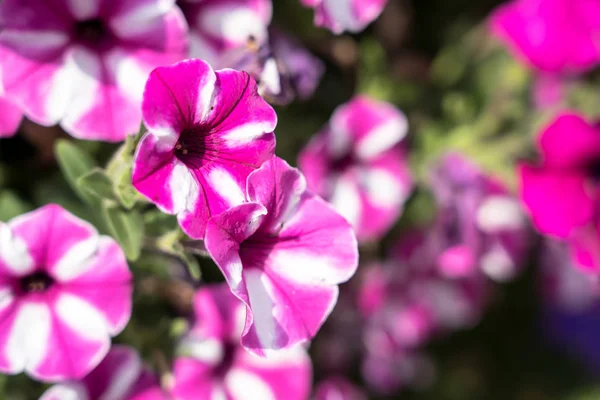Mooie petunia bloemen — Stockfoto