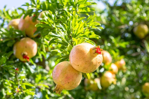 Fruta de granada colorida madura en rama de árbol — Foto de Stock