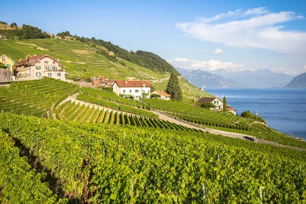 Vinice v regionu Lavaux, Švýcarsko — Stock fotografie