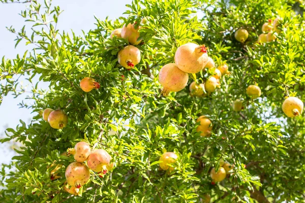 Fruta de granada colorida madura en rama de árbol — Foto de Stock