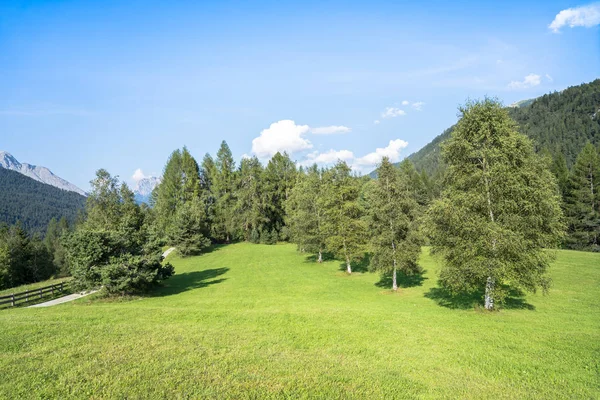 Prado alpino nas montanhas — Fotografia de Stock