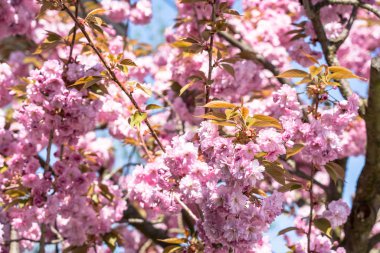Kiraz çiçeği açıyor.