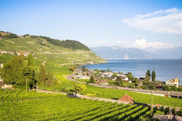 Αμπελώνες στην περιοχή lavaux, Ελβετία — Φωτογραφία Αρχείου