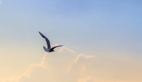 Gaviota sobre el mar — Foto de Stock