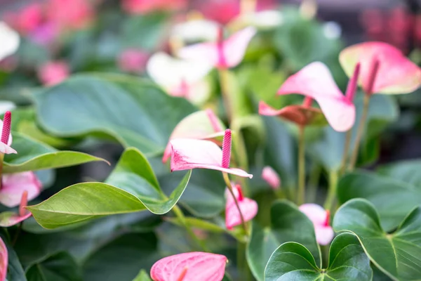 海芋花 — 图库照片