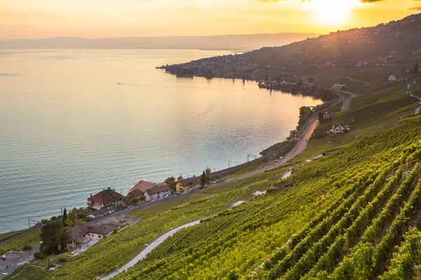 Αμπελώνες στην περιοχή lavaux, Ελβετία — Φωτογραφία Αρχείου