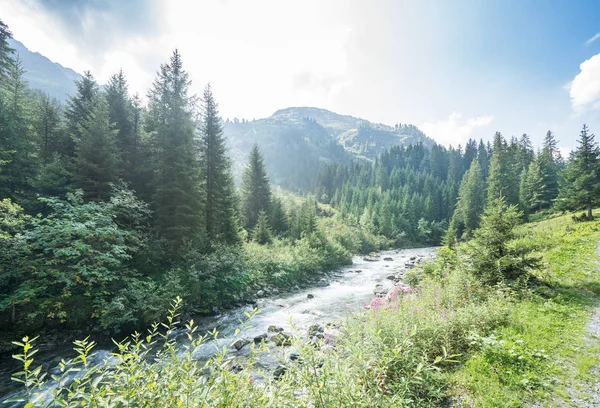 Vista superior de un bosque de pinos — Foto de Stock