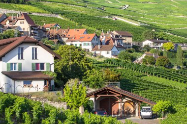 Lavaux bölgesindeki üzüm bağları, İsviçre