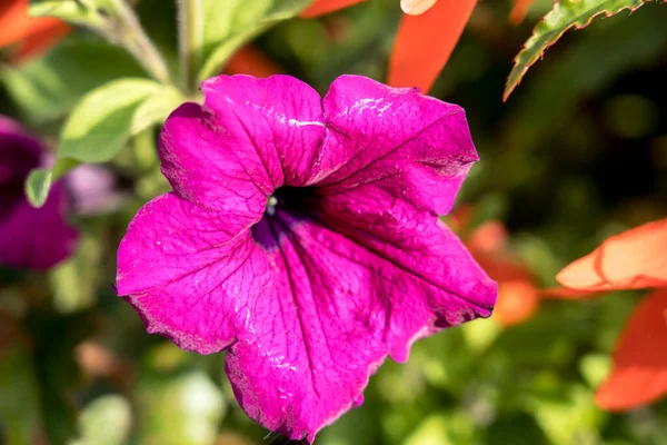 Красивые цветы петунии — стоковое фото