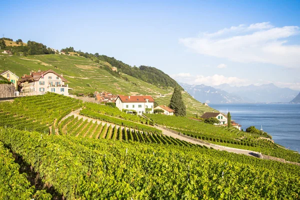 Vinice v regionu Lavaux, Švýcarsko — Stock fotografie