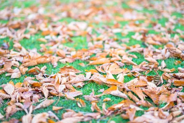 Umgestürzte Blätter auf dem Boden — Stockfoto