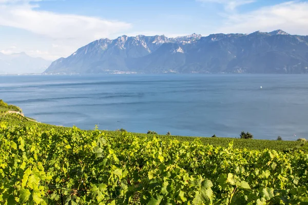 Vinice v regionu Lavaux, Švýcarsko — Stock fotografie