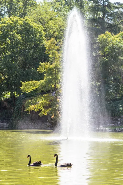 Fontána a dvě černé labutě v jezírku v parku, Madrid, Španělsko — Stock fotografie