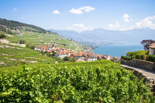 Vinhas na região de Lavaux, Suíça — Fotografia de Stock