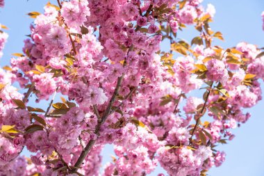 Güneşli bir günde parkta kiraz çiçeği açar.