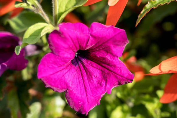 Hermosas Flores Petunia Púrpura Jardín Cerca —  Fotos de Stock