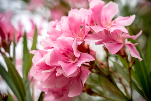 Fiori Viola Oleandro Con Sfondo Verde — Foto Stock