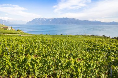 Chexbres, İsviçre 'deki Lavaux bölgesindeki dünyaca ünlü üzüm bağları.