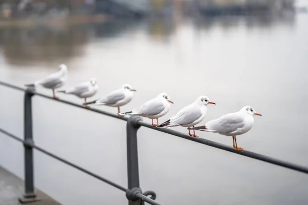 Seagulls Enjoy View Lake — Stock Photo, Image