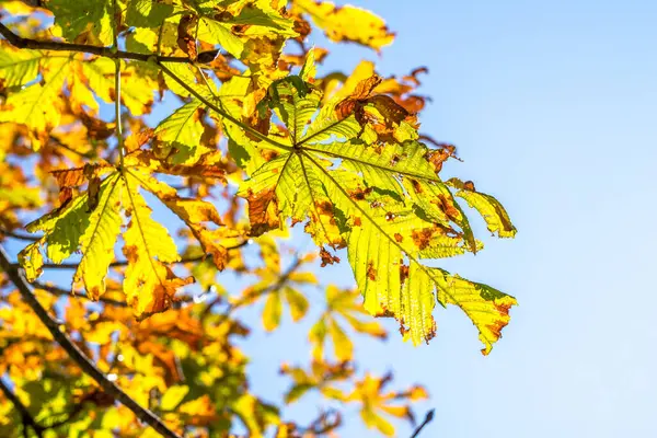 Bunte Herbstblätter Sonnigen Tagen — Stockfoto