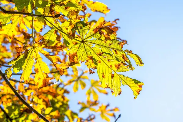 Colourful Autumn Leaves Sunny Day — 스톡 사진