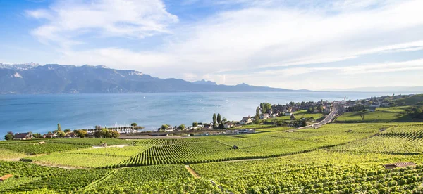 Chexbres Sviçre Deki Lavaux Bölgesindeki Dünyaca Ünlü Üzüm Bağları — Stok fotoğraf