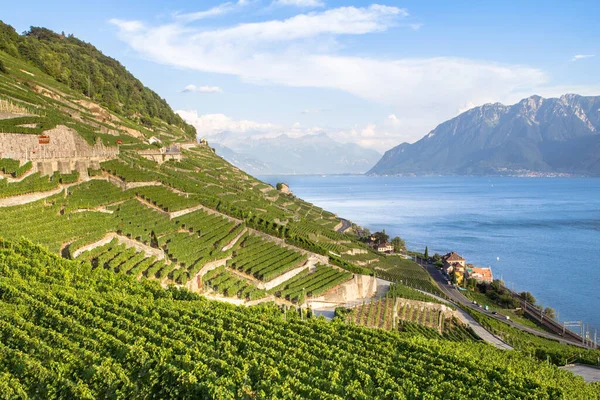 Vignobles Renommée Mondiale Dans Région Lavaux Chexbres Suisse — Photo