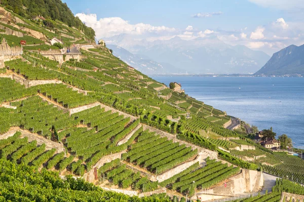 Vignobles Renommée Mondiale Dans Région Lavaux Chexbres Suisse — Photo