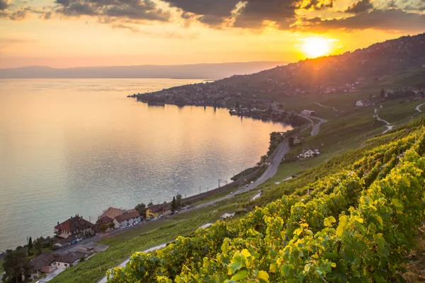 Παγκοσμίου Φήμης Αμπελώνες Στην Περιοχή Lavaux Στο Ηλιοβασίλεμα Ελβετία — Φωτογραφία Αρχείου