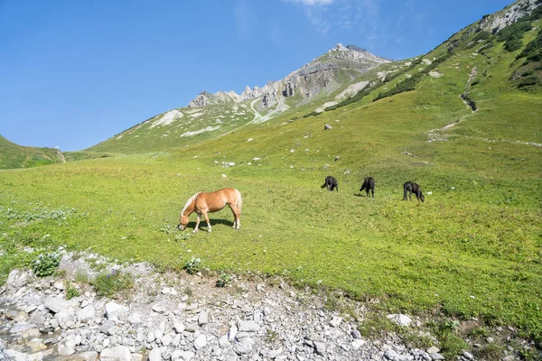 Giovani Cavalli Selvatici Pascolo Sul Prato Montagna — Foto Stock