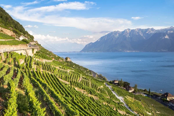 Vignobles Renommée Mondiale Dans Région Lavaux Chexbres Suisse — Photo