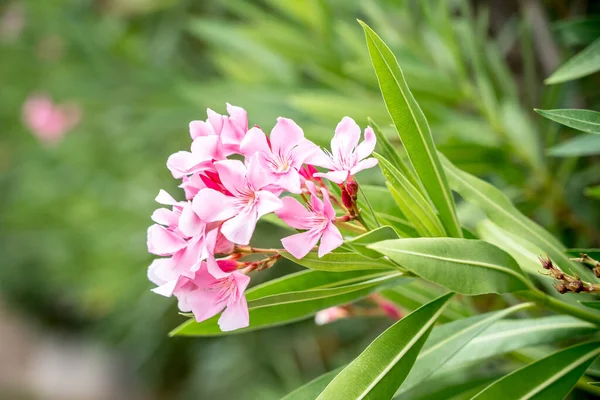 Фиолетовый Oleander Цветы Зеленом Фоне — стоковое фото
