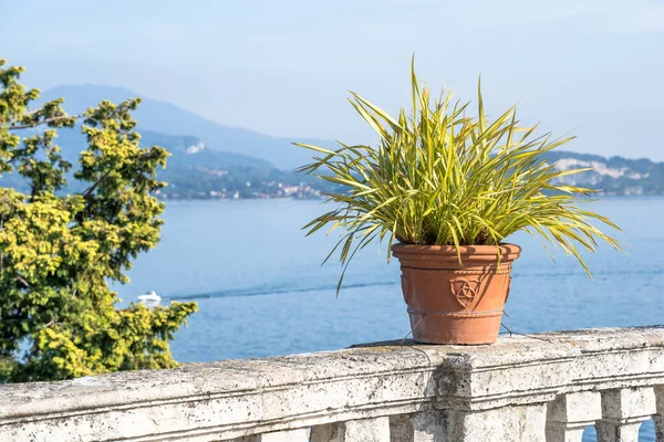 Jardín Del Palazzo Borromeo Famosa Isola Bella Lago Maggiore Italia — Foto de Stock