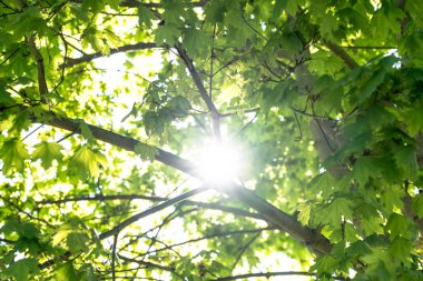 Close up view of the green leafs on tree