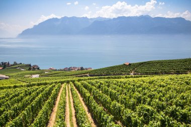 Chexbres, İsviçre 'deki Lavaux bölgesindeki dünyaca ünlü üzüm bağları.