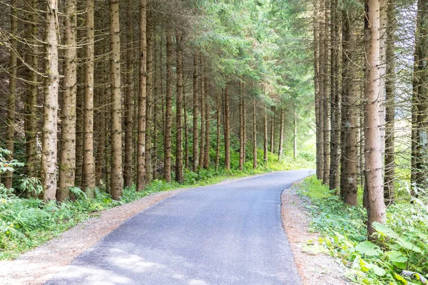 Simple country gravel road in Summer in pine forest