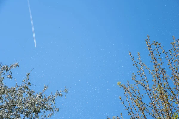青い空にタンポポの綿毛 — ストック写真