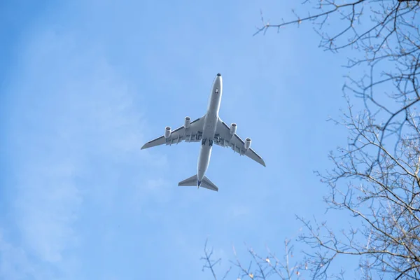 Grand Avion Encadré Par Grand Arbre — Photo