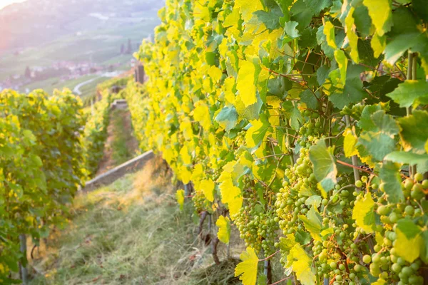 Vigneti Fama Mondiale Nella Regione Lavaux Tramonto Svizzera — Foto Stock