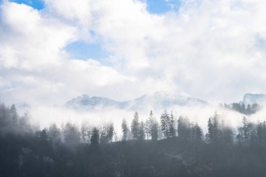 Alp Vadisi 'ndeki karanlık ormanın manzarası