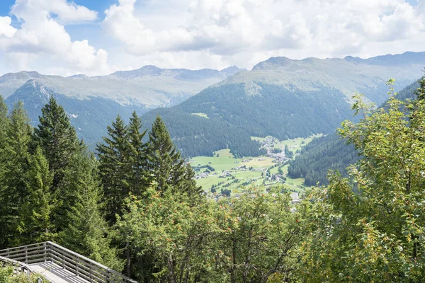 Las Sosnowy Krajobraz Alpejski Davos Szwajcaria — Zdjęcie stockowe