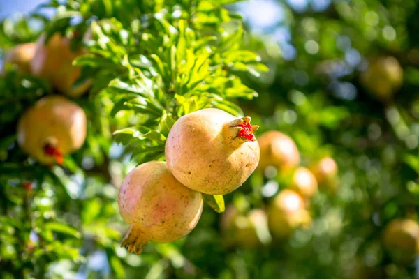 Vista Cerca Fruta Granada Colorida Madura Rama Del Árbol — Foto de Stock