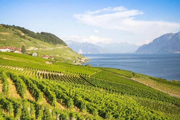 Παγκοσμίου Φήμης Αμπελώνες Στην Περιοχή Lavaux Στο Chexbres Ελβετία — Φωτογραφία Αρχείου