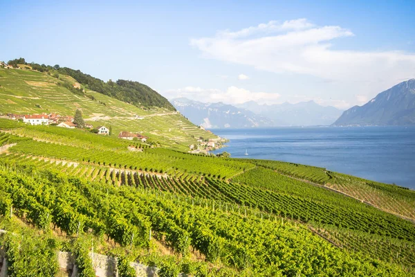 Vignobles Renommée Mondiale Dans Région Lavaux Chexbres Suisse — Photo