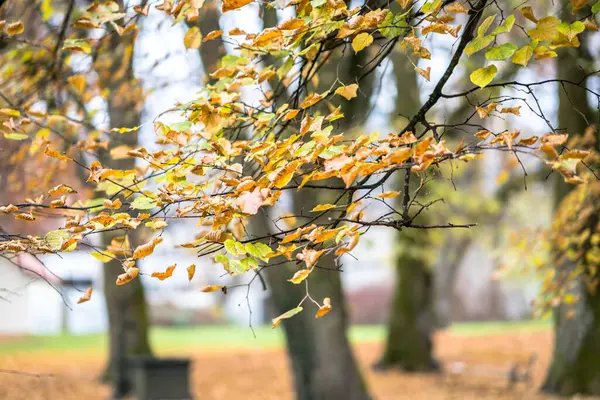 Beautiful Colorful Foliage Autumn Park — Stock Photo, Image